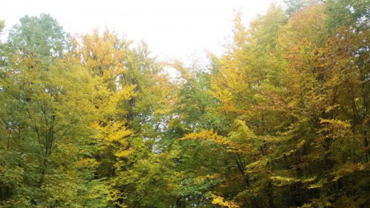 Herbstwald Rudolfshöhe bei St.Pölten