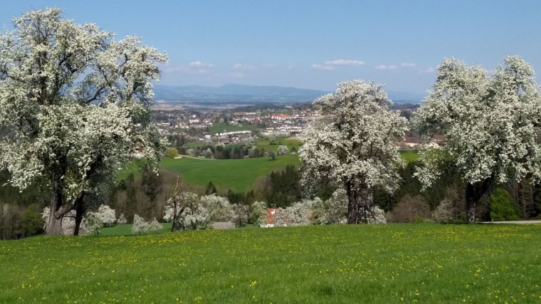 Obstbaumblüte in Allhartsberg