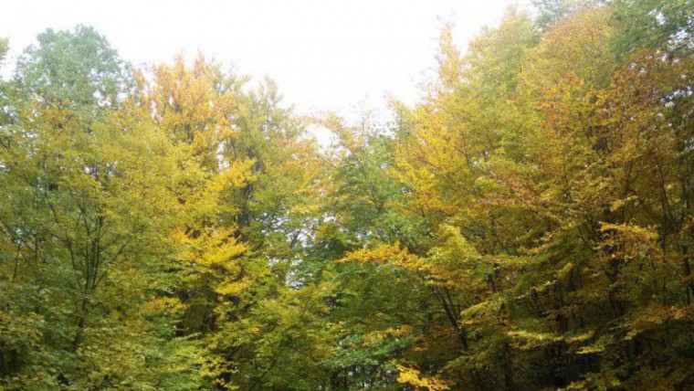 Herbstwald Rudolfshöhe bei St.Pölten